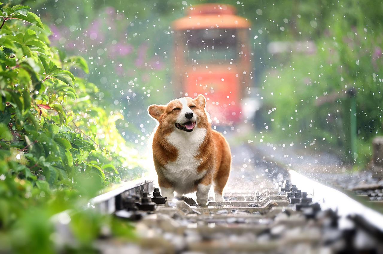 L'estate col tuo cane: come viverla al meglio